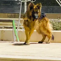 سگ ژرمن شپر کلاس A|سگ|کرمان, |دیوار