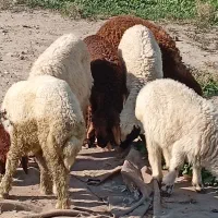 بره|حیوانات مزرعه|اهواز, زوویه ۲|دیوار