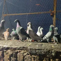 کبوتر پروندنی