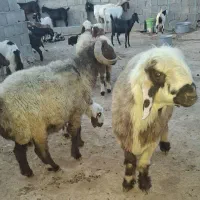 دو راس قوچ