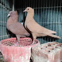 نرماده عطیقه