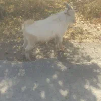 باسلام.   بز نره سانن