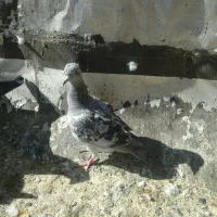 کفتر جوجه شامی پلاکی