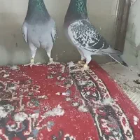 کفتر پرشی|پرنده|فرح دشت, |دیوار