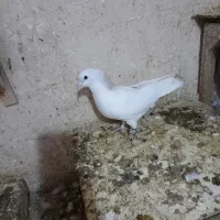 چپ هفرنگ لایی نر|پرنده|اسفراین, |دیوار