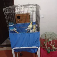 یک جفت عروس هلندی مولد لوتینوسالم سرحال|پرنده|بهارستان, |دیوار