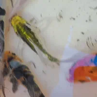 ماهی کوی ولجنخوار|ماهی|شیراز, گود عربان|دیوار