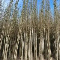 نهال شال صادراتی با ریشه قوی و آماده کاشت|حراج|کوهدشت, |دیوار