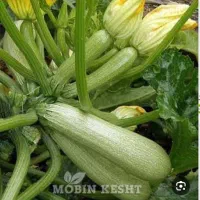 بذر کدو تک گل