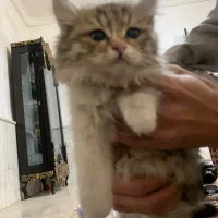 واگذاری بچه گربه|گربه|سلماس, |دیوار