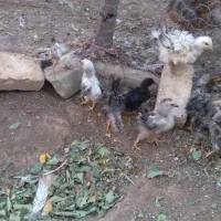 جوجه فری زیبا کمیاب قابل معاوضه|حیوانات مزرعه|جوین, |دیوار