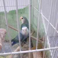 طوطی برزیلی جفت