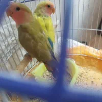 کوتوله برزیلی