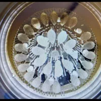 لوستر کریستال|لوستر و چراغ آویز|مشهد, جاهد شهر|دیوار