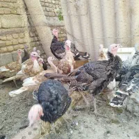 جوجه بوقلمون