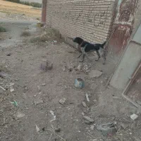 واگذاری سگ