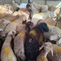 پخش گوسفند زنده در تهران با قصاب رایگان|حیوانات مزرعه|تهران, گیشا|دیوار