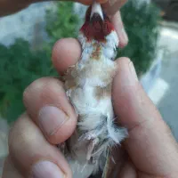 سهره کرواتی بروجرد
