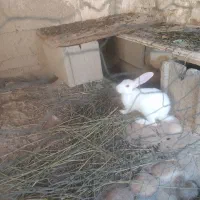 خرگوش۵ماهه