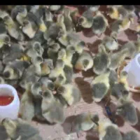 جوجه محلی وجوجه غاز محلی ۳روزه|حیوانات مزرعه|گلوگاه بابل (گلیا), |دیوار