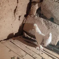 کبوتر رنگی|پرنده|شاهرود, |دیوار