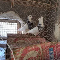 کبوترطوقی