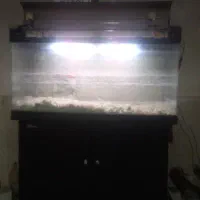 آکواریوم|ماهی|زارچ, |دیوار