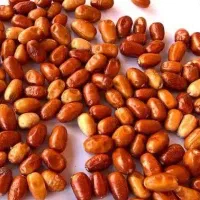 پیشفروش نهال سنجد دراوا