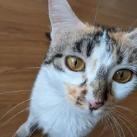 گربه خانگی بسیار مهربان