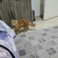 نیازمند نظافتکار