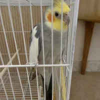 عروس هلند