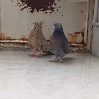 کبوتر آیینه ای