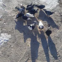 کبوتر|پرنده|اسفراین, |دیوار