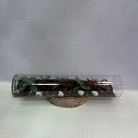 تراریوم امیستا گل مدل سرو