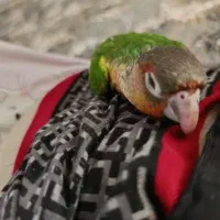 گرینچیک گمشده
