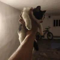 واگذاری دو عدد گربه ماده|گربه|چالوس, |دیوار