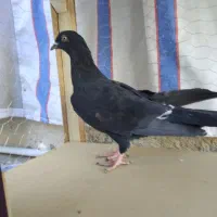 کبوتر|پرنده|شیراز, شیخ علی چوپان|دیوار