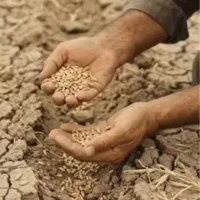 خدمات کشاورزی بذر پاشی