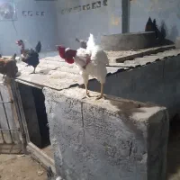 مرغ خروس|حیوانات مزرعه|کرمان, |دیوار