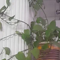 اجاره مغازه تجاری