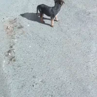 توله دوبرمن و ژرمن ققط هزینه نگهداری گرفته میشود|سگ|مشهد, اقبال|دیوار