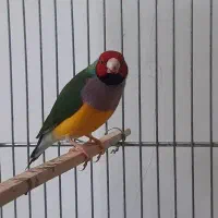 تعدادی گلدین نر