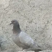 کبوتر