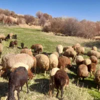 گوسفند و بره|حیوانات مزرعه|مریوان, |دیوار