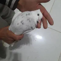 طوقی|پرنده|رشتخوار, |دیوار