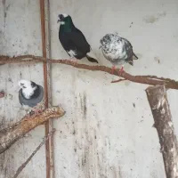 فروش کبوتر