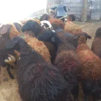 ۲۰ تا میش جوان|حیوانات مزرعه|دهگلان, |دیوار