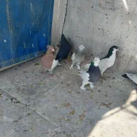 بهبهانی و شهری