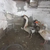 قو قاز خاکستری وسفید|حیوانات مزرعه|کلاشی, |دیوار