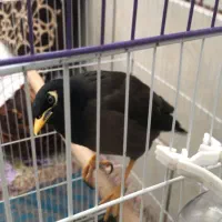 مرغ مینا سخنگو|پرنده|شیراز, آزادی|دیوار